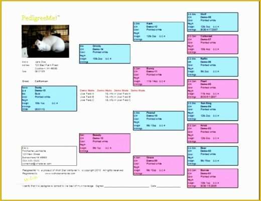 Free Rabbit Pedigree Template Of 7 Dog Pedigree Forms Free Download 