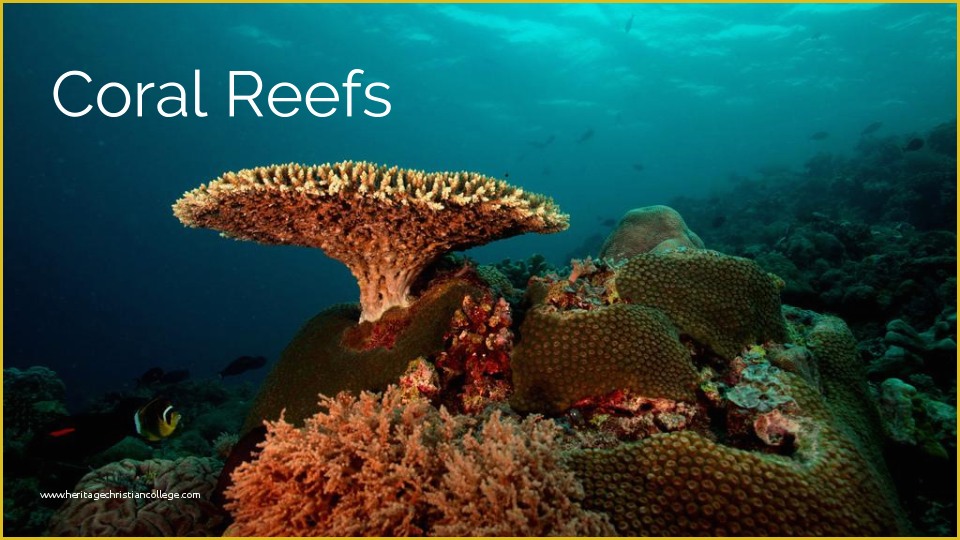Coral Reef Powerpoint Template Free Of 16 Ideas for Student Projects Using Google Docs Slides