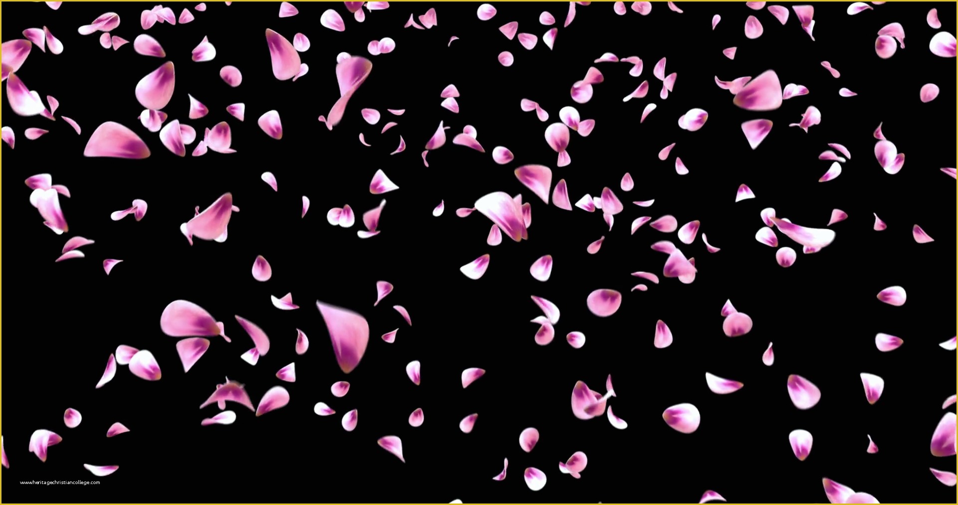 falling flower petals after effects project free download