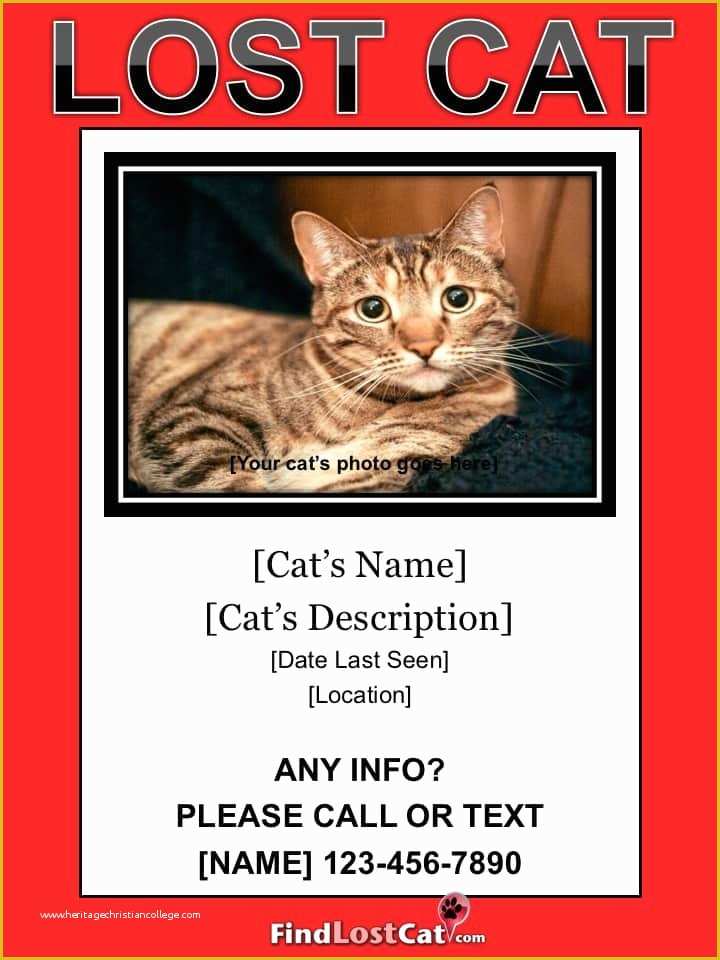 28 Lost Cat Poster Template Free Heritagechristiancollege